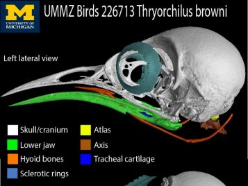 ummz-birds-226713_Troglodytes-brownii ai2